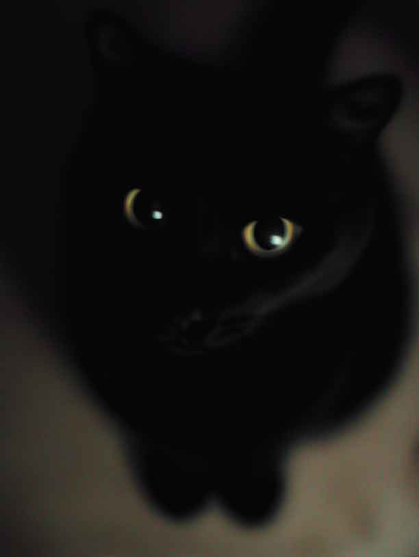 Pet Portrait Photo Guide