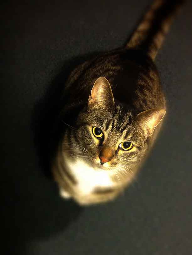 Pet Portrait Photo Guide