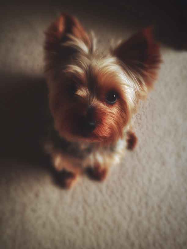 Pet Portrait Photo Guide